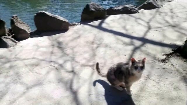 А белый лебедь на пруду... смотреть онлайн