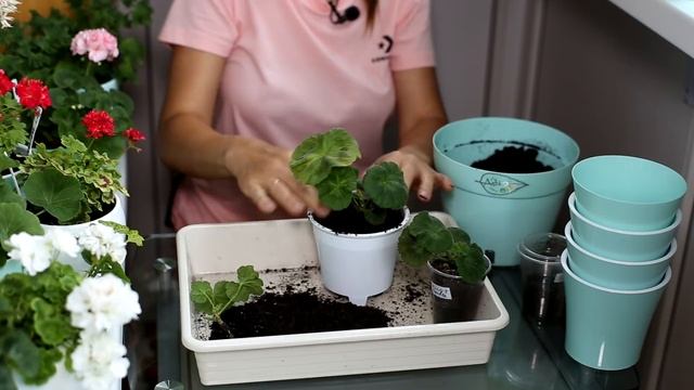 Пересаживаю купленные черенки пеларгонии. Есть ли корни? смотреть онлайн