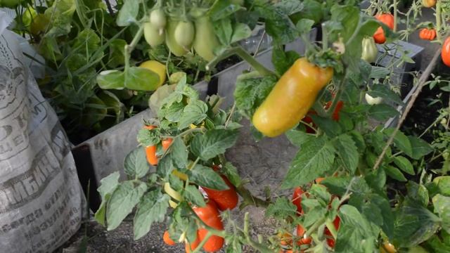 Томат Жиголо: хулиганский и урожайный смотреть онлайн