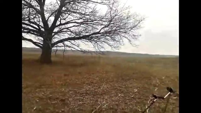 сказочный дуб)))) и не много монет!!! смотреть онлайн