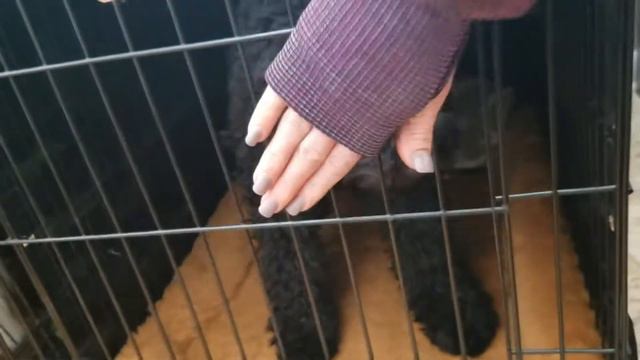 Vintage Poodle, French Barbet, crate wait смотреть онлайн