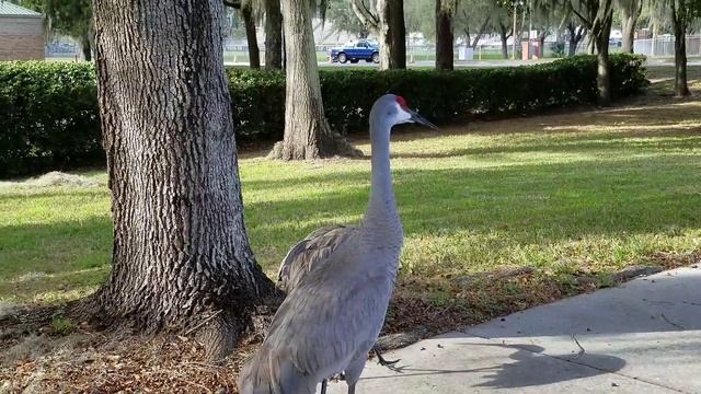 Флоридские Журавли. Florida Sandhill Cranes. смотреть онлайн