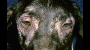 Залысины вокруг глаз у собаки.