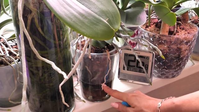 Полив орхидей в ЖАРУ. Чудесная питательная смесь Антистресс. Комбинирую составы, орхидеям НРАВИТСЯ. смотреть онлайн