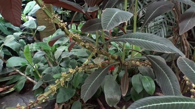 Hoffmannia roezlii смотреть онлайн