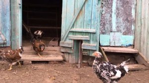 Ливенские ситцевые куры. Цыплята 6 месяцев.