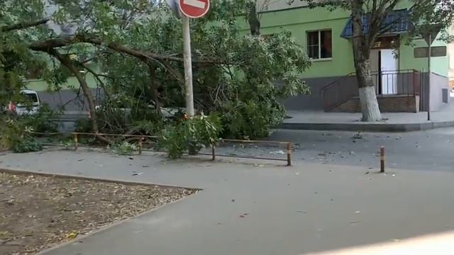 Дерево упало на автомобиль Ростов смотреть онлайн