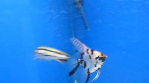 Аквариумная рыбка - Змееголов красный.