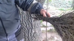 Вяжем веники из дерезы.