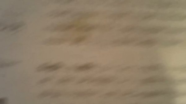 Codex Seraphinianus by Luigi Serafini part 2