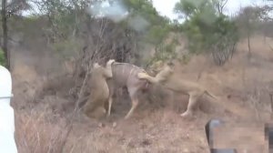 Лев – африканский хищник, лучшие атаки львов на добычу