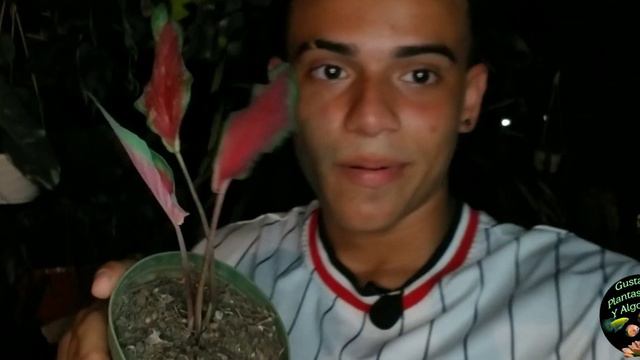 Identificando Mis Caladiums Ademas Les Muestro Todas Mis Caladiums🌱💚 смотреть онлайн