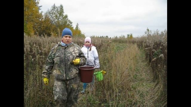 Рыжик - царский гриб. смотреть онлайн