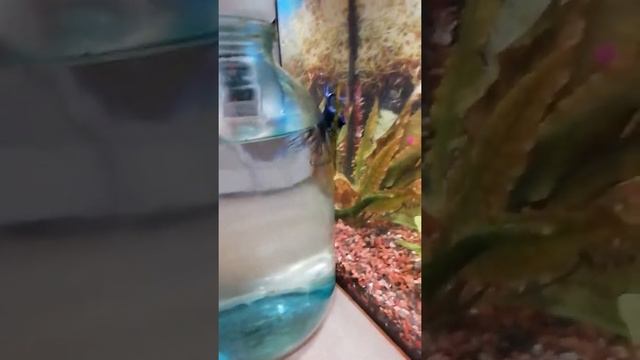 Рыбка петушок корона. смотреть онлайн