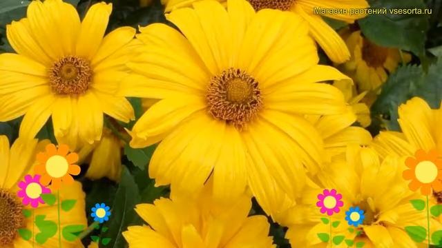 Гелиопсис подсолнечниковидный Саммер сан. Краткий обзор, описание heliopsis helianthoides Summer su смотреть онлайн
