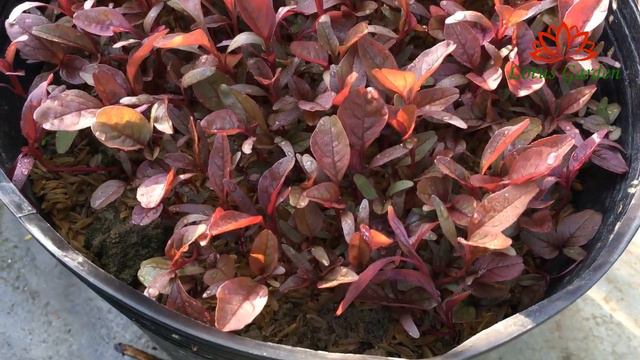 How to grow amaranth in pots at home, easy for beginners смотреть онлайн