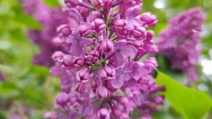 Цветущая сирень