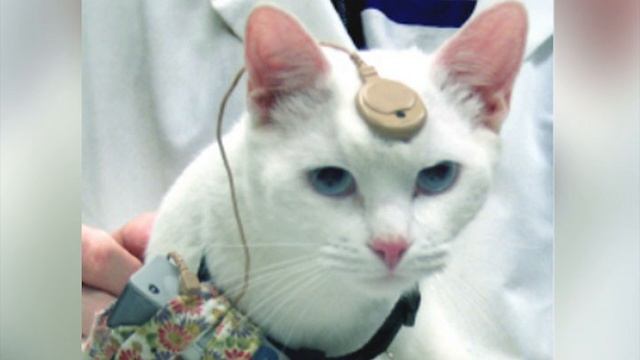 Инопланетные кошки тайные агенты космических цивилизаций! смотреть онлайн