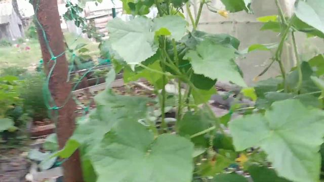 1 ИЮЛЯ ОБЗОР ПОЛИСАДНИКА смотреть онлайн