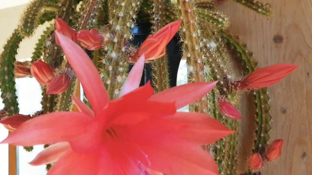 Aporocactus martianus flowering. смотреть онлайн