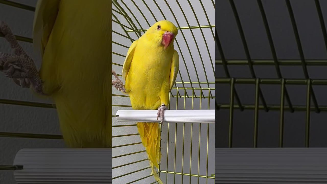 Попугай кольчатый ожереловый смотреть онлайн