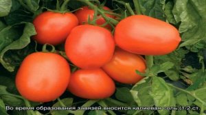 Помидор Рио Гранде – секреты получения щедрого урожая