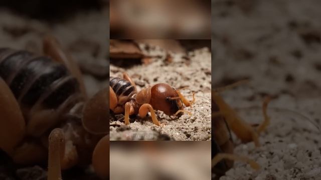 Достучаться до земли. Иерусалимский сверчок смотреть онлайн