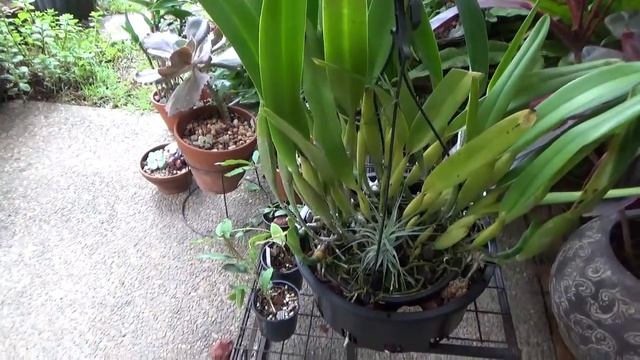 "Пересадка" Большой Каттлеи. Cattleya Purpurata v. Shusteriana смотреть онлайн