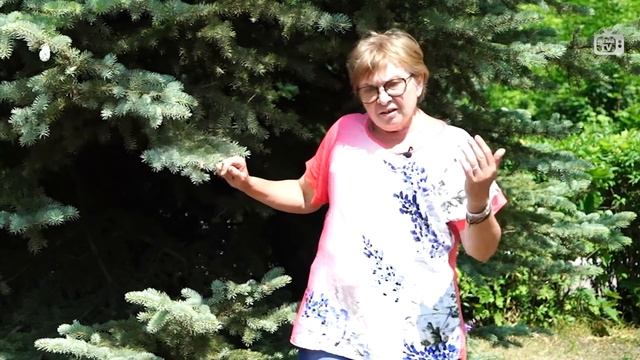 Ель ? Полезные советы ? смотреть онлайн