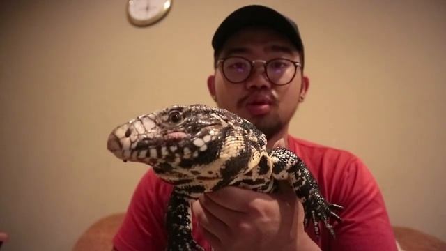 HOW TO TAME YOUR DRAGON (TEGU CLOSE CALL)