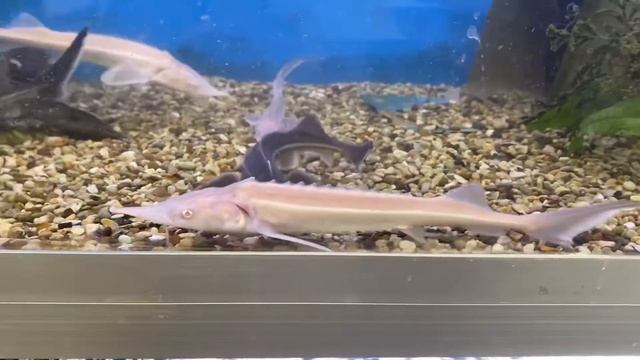 Sammet, Acipenser ruthenus @ Akvaariokeidas смотреть онлайн