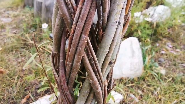 Уход и выращивание цветов и растений