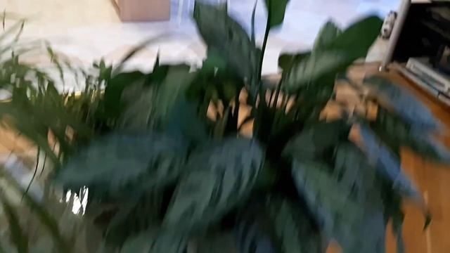 Джунгли в квартире. Какие растения мы с внуком выбрали для его комнаты. смотреть онлайн