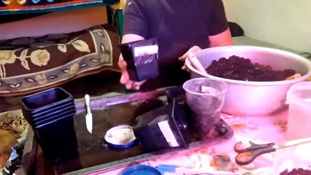 #ЕЙСК, #ДАЧИ Посеяла рассаду. Тайсон в будку не влез. смотреть онлайн
