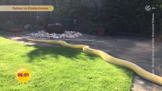 Eine Python als Kuscheltier! Harmlos oder Verantwortungslos? | SAT.1 Frühstücksfernsehen смотреть онлайн