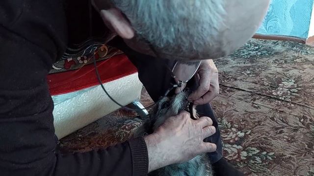 25 октября 2021 г. ЛЕЧИМ БУСЮ.КАЛАЧИКИ. смотреть онлайн