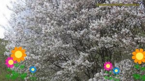 Ирга ламарка. Краткий обзор, описание характеристик, где купить саженцы amelanchier lamarckii