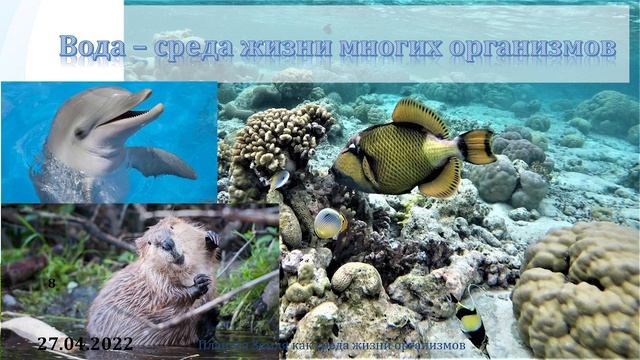 5 класс. Урок 28 апреля 2022 смотреть онлайн
