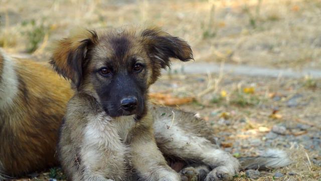 Собаку и её щенят ждала голодная смерть. Но в последний момент случилось чудо!