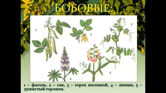 Многообразие и значение растений отдела покрытосеменных смотреть онлайн