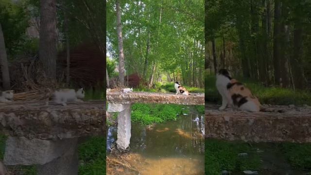 Любителям кошек - МУРЧИМКА