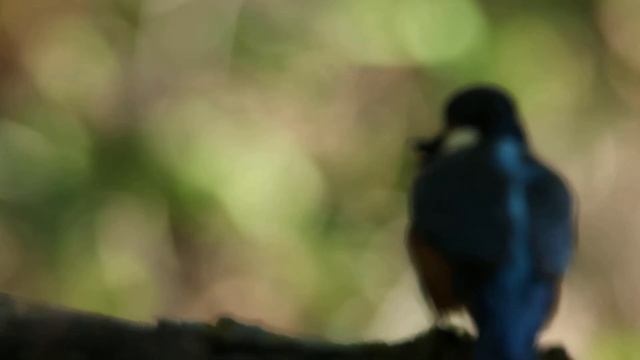 Зимородок есть рыбку смотреть онлайн