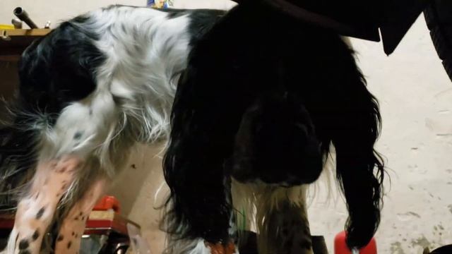 KIA Sorento 3 Ролик генератора. Замена обгонной муфты на генераторе. Причины. Устранение проблемы. смотреть онлайн