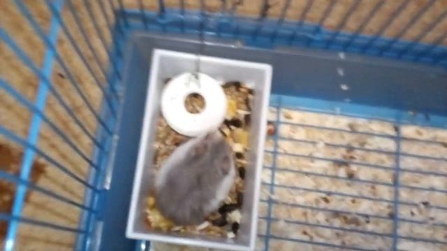 Как приучить хомяка к туалету ?? смотреть онлайн