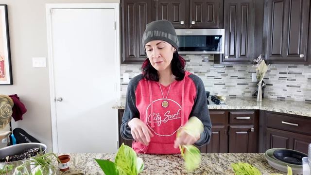 Planty Chore Day: Dry Rot Update + Propagating Plants + Growing Pet Grass смотреть онлайн