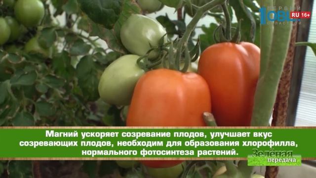 Помощь растениям при стрессовых ситуациях осенью / Подкормка растений осенью / Органик Микс смотреть онлайн