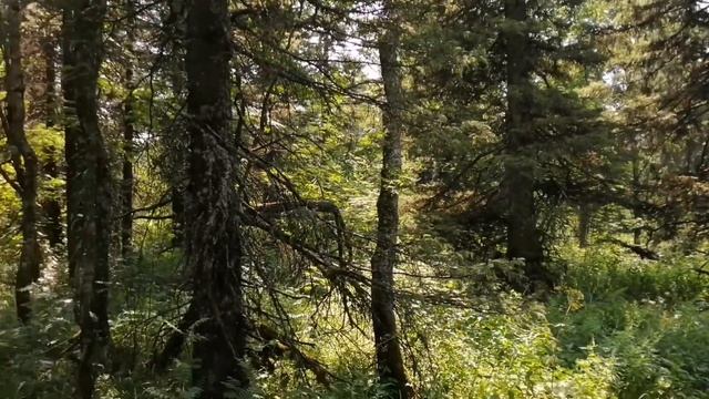 ПВД на Уреньгу часть 1. Уральские горы. Хребет Уреньга. Вторая сопка. Высота 1199 метров. смотреть онлайн