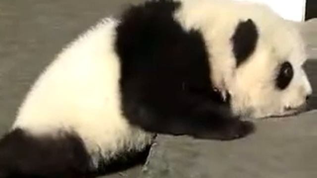 Как плачет панда смотреть онлайн