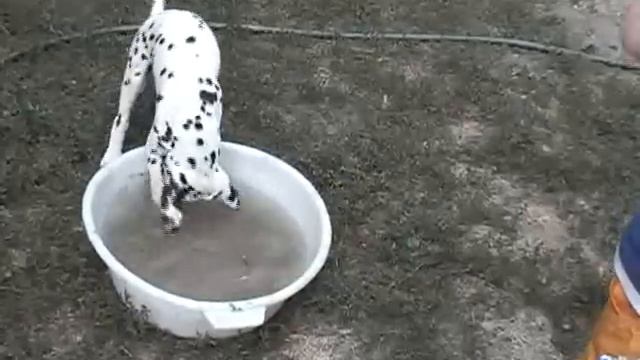 Далматин Масяня / Dalmatian Masiania смотреть онлайн