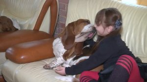 Бассет- хаунд . Все о породе от А до Я